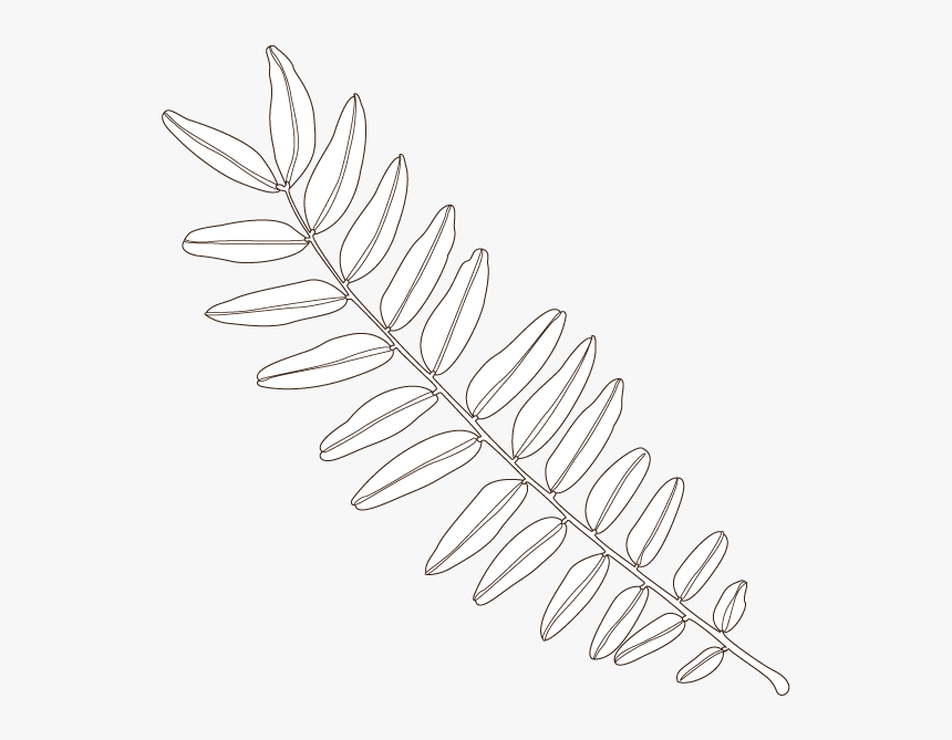 Honey Locust , Png Download - Silver, Transparent Png, Free Download