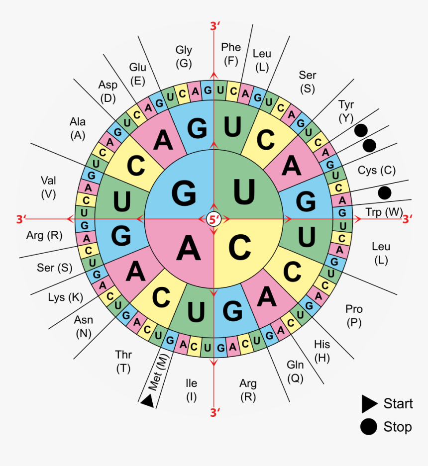 Amino Acids Table Via Wikimedia Commons - Translation Codon, HD Png Download, Free Download