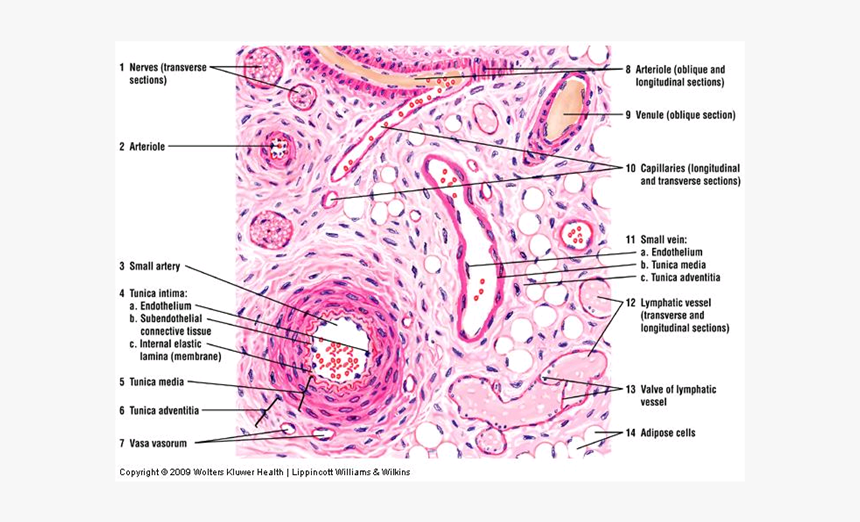 Simple Squamous Epithelium Blood Vessel, HD Png Download, Free Download