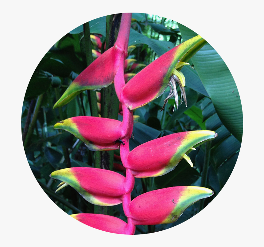 Acupuncture & Om - Heliconia, HD Png Download, Free Download