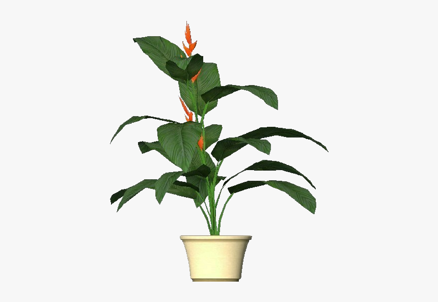 3d Flowers - Heliconia - Acca Software - House Plant 3d Png, Transparent Png, Free Download