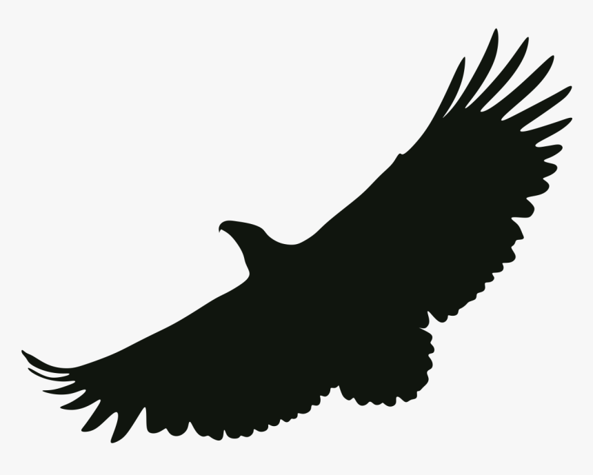 Bald Eagle Portable Network Graphics Black And White - Eagle, HD Png Download, Free Download