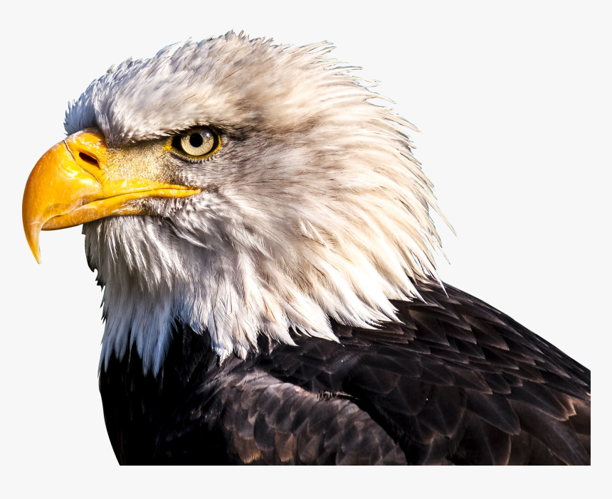 Bald Eagle Heads, HD Png Download, Free Download