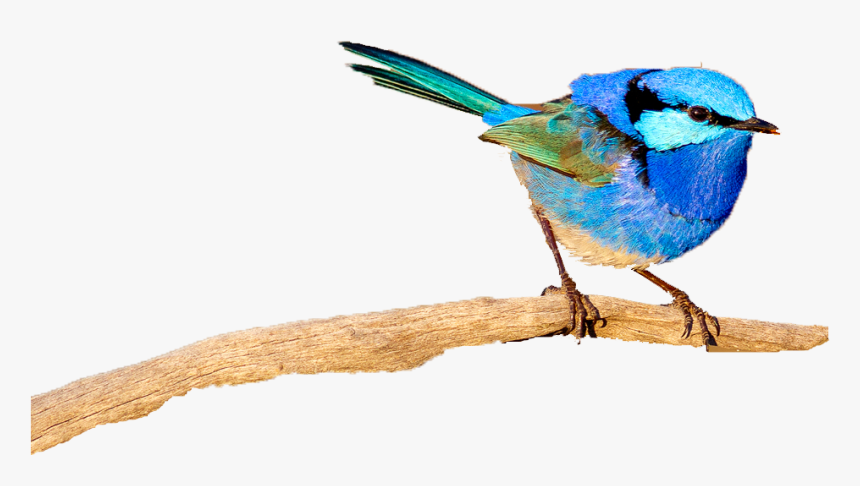 Spring Birds Png Free Pic, Transparent Png, Free Download