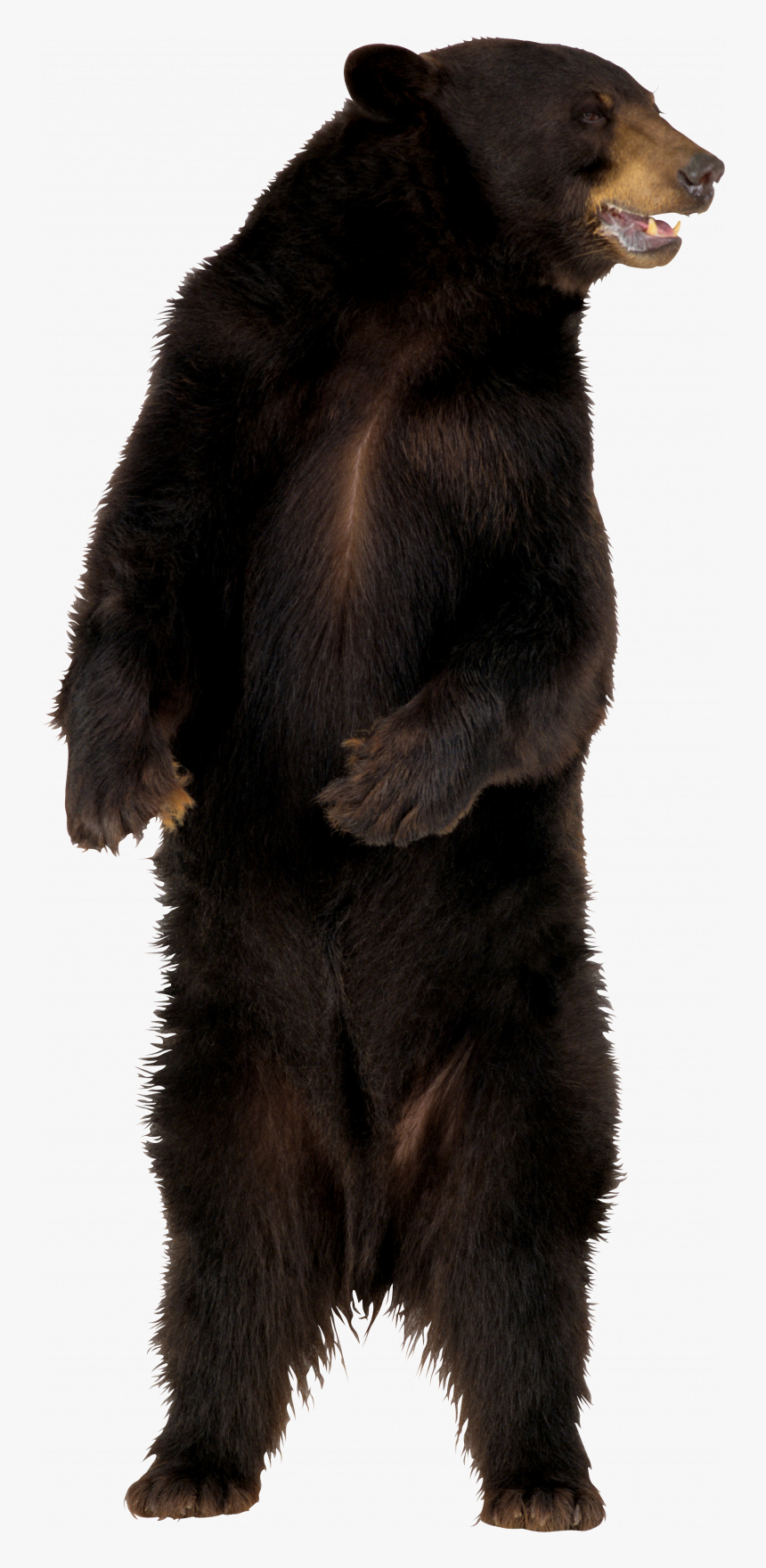 Best Free Bear Png Clipart, Transparent Png, Free Download