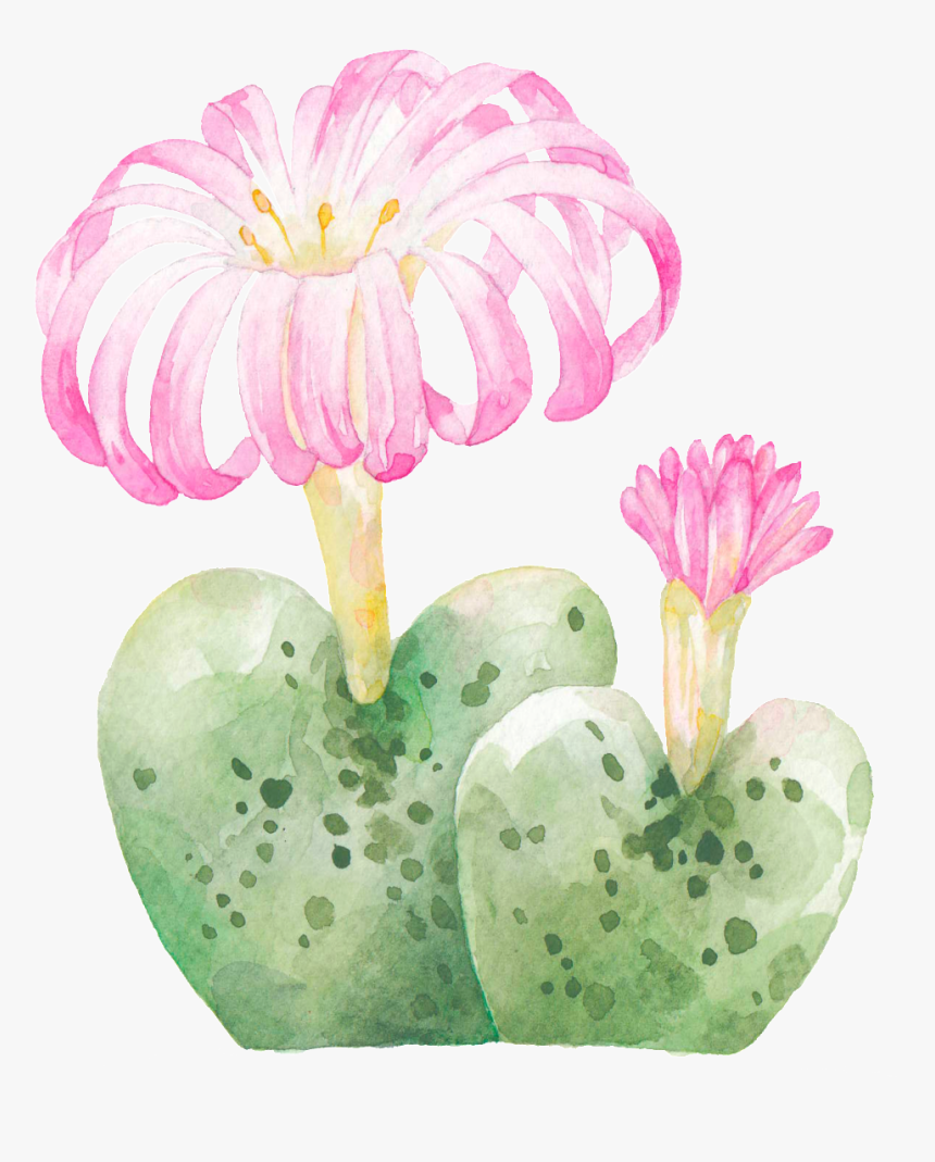 Hand Painted Rare Varieties Cactus Png Transparent, Png Download, Free Download