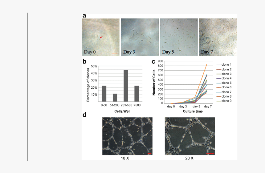 Clonogenic Quantitation Of Single Epc And Vessel-like, HD Png Download, Free Download