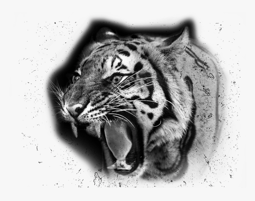 Transparent White Tiger Png, Png Download, Free Download