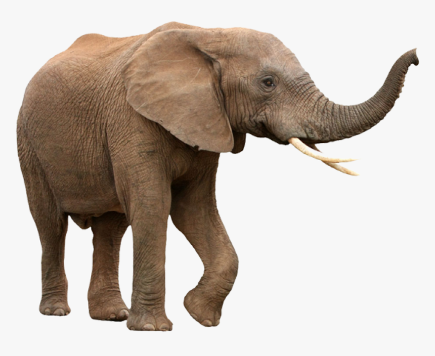 Walking Elephant Png Image, Transparent Png, Free Download