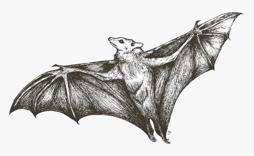 She"s All Bat, HD Png Download, Free Download