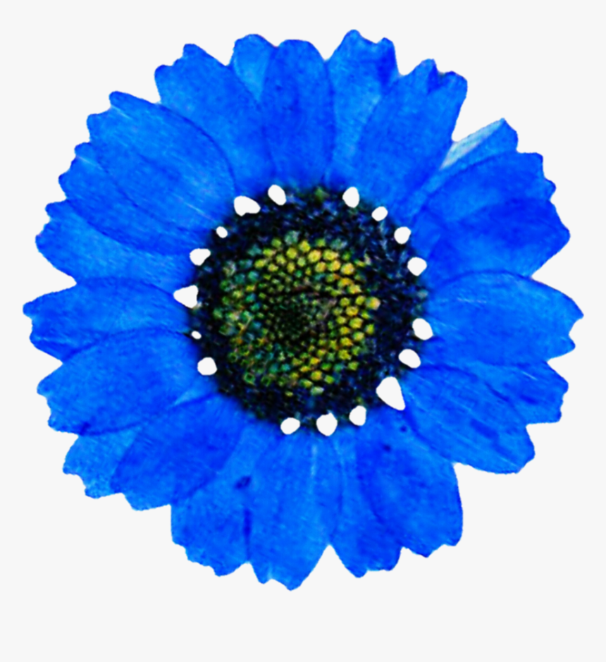 Blue Daisy Png , Png Download, Transparent Png, Free Download