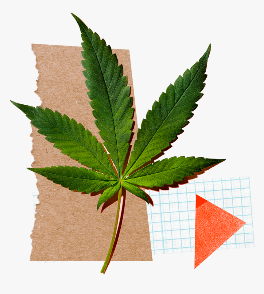 Marijuana Leaf Png, Transparent Png, Free Download