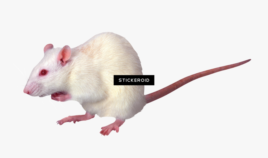 Rat Transparent , Png Download, Png Download, Free Download