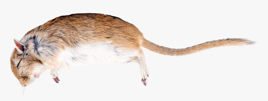 Rat Png, Transparent Png, Free Download