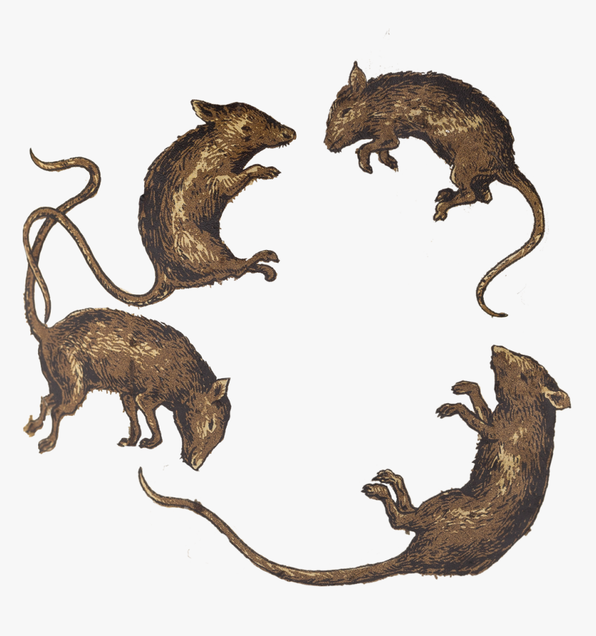 Transparent Dead Rat Png, Png Download, Free Download