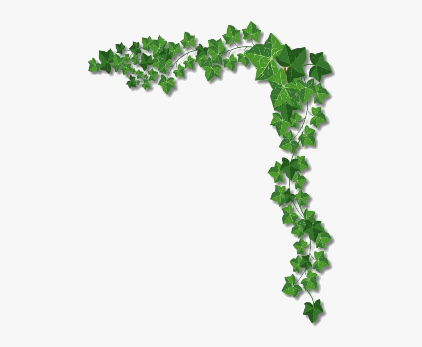 Ivy Png Photo, Transparent Png, Free Download