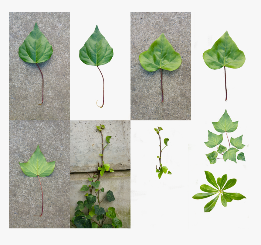 Ivy , Png Download, Transparent Png, Free Download