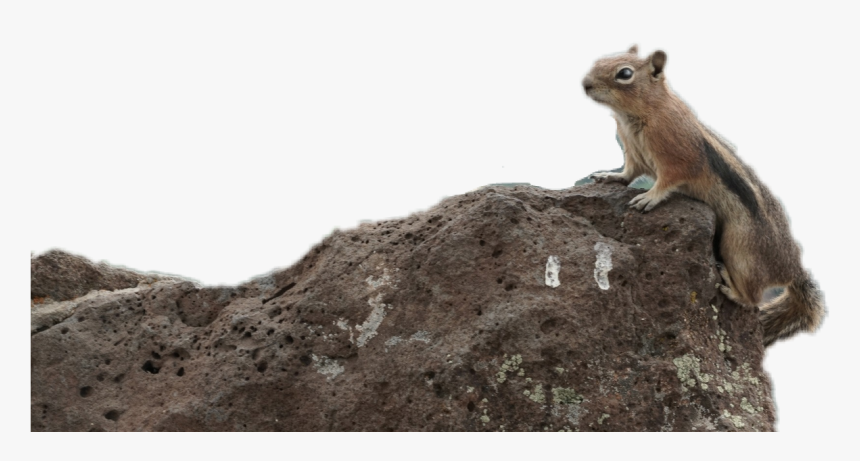 Fox Squirrel , Png Download, Transparent Png, Free Download