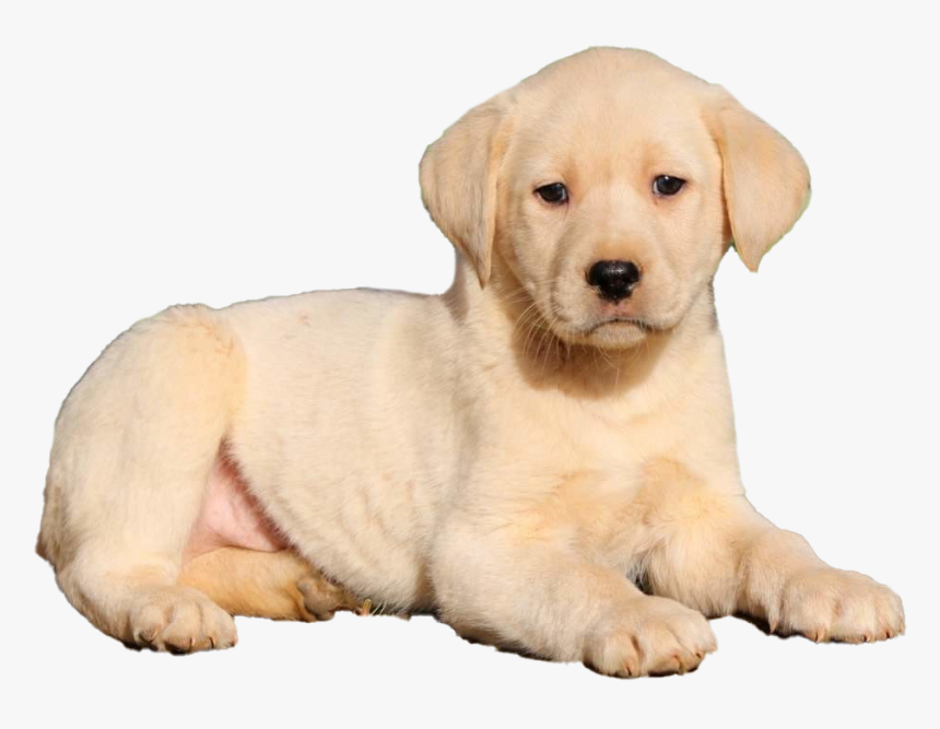 Labrador Retriever Puppy Png High Quality Image, Transparent Png, Free Download