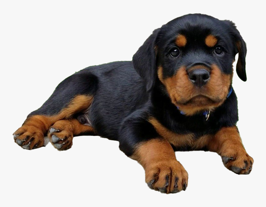 Rottweiler Puppy Png Image, Transparent Png, Free Download