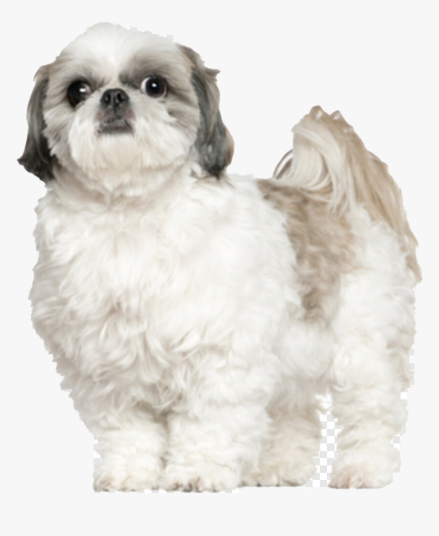 Shih Tzu Png Photos, Transparent Png, Free Download