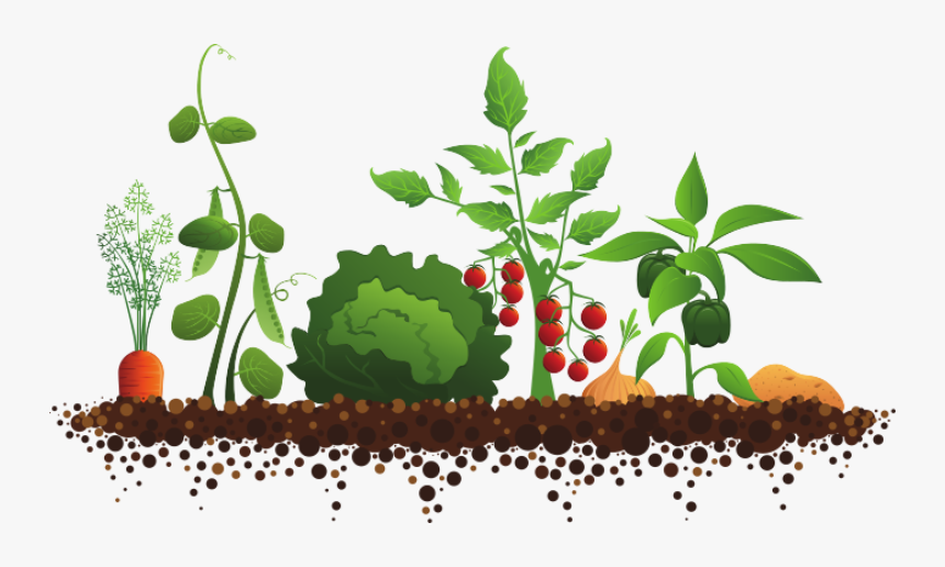 Vegetable Garden Png, Transparent Png, Free Download