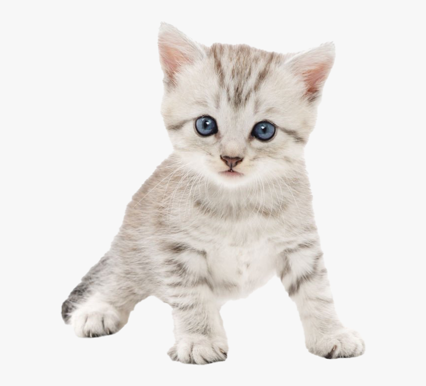 Kitten Png Photo, Transparent Png, Free Download