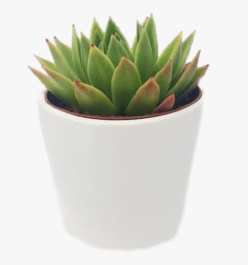 #succulent #aesthetic #cute #trendy, HD Png Download, Free Download