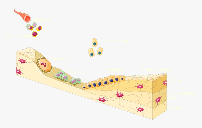 Bone Remodeling Cycle, HD Png Download, Free Download