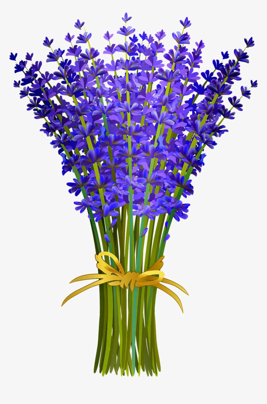 Lavender Png, Transparent Png, Free Download