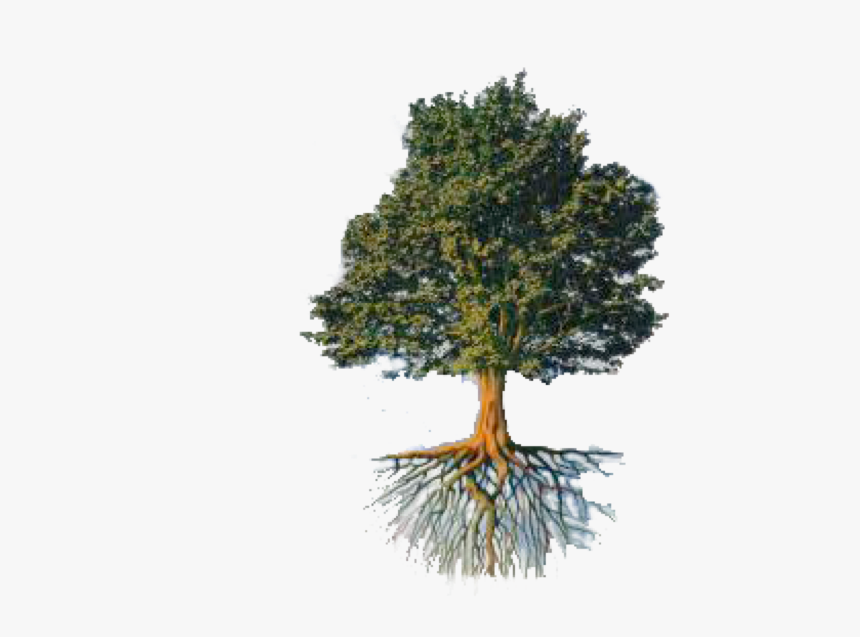 Roots Png, Transparent Png, Free Download