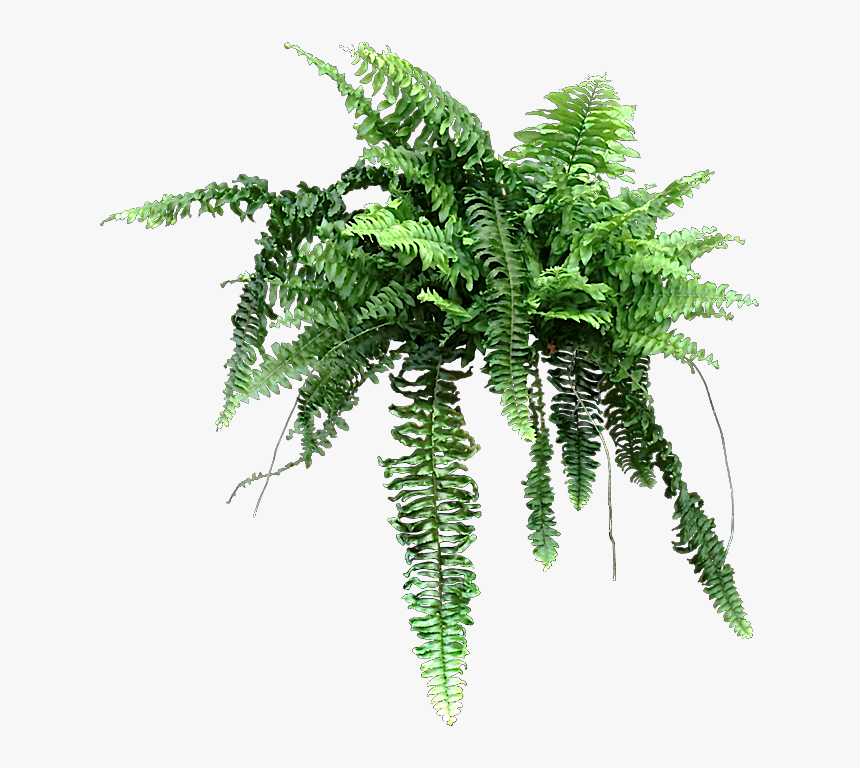 Fern Png, Transparent Png, Free Download