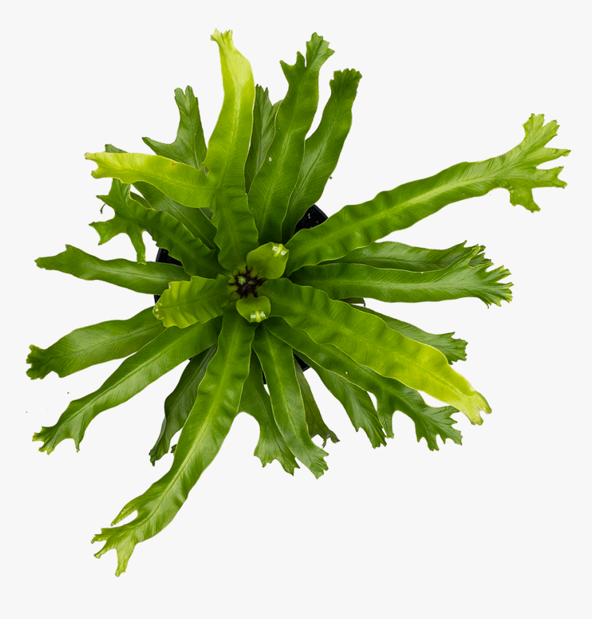 Fern Crissie, HD Png Download, Free Download