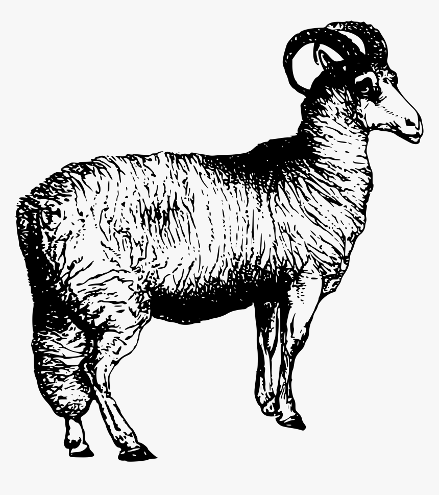 Welsh Sheep Clip Arts, HD Png Download, Free Download