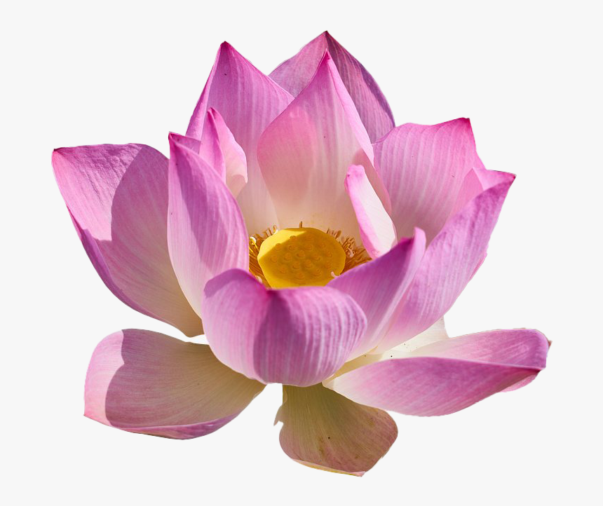 Lotus Flower Png Free Download, Transparent Png, Free Download