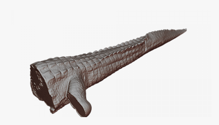 Alligator Png, Transparent Png, Free Download