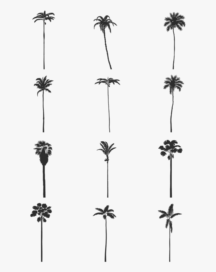 Palm Tree Silhouette Png, Transparent Png, Free Download