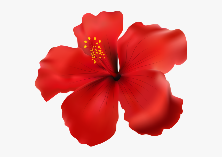 Hibiscus Png , Png Download, Transparent Png, Free Download