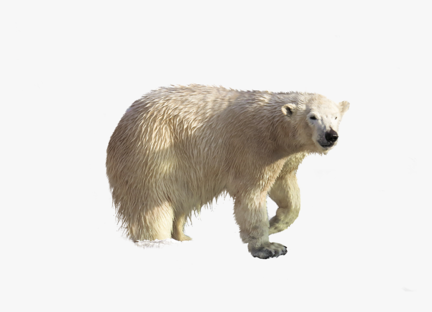 Polar Bear Png, Transparent Png, Free Download