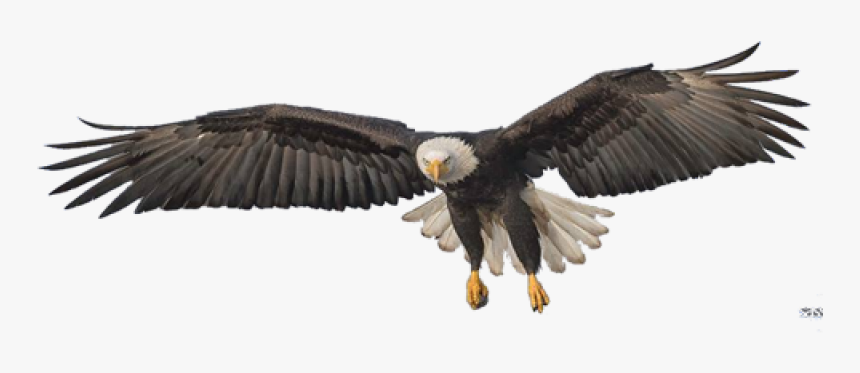 Eagle Png Image, Transparent Png, Free Download