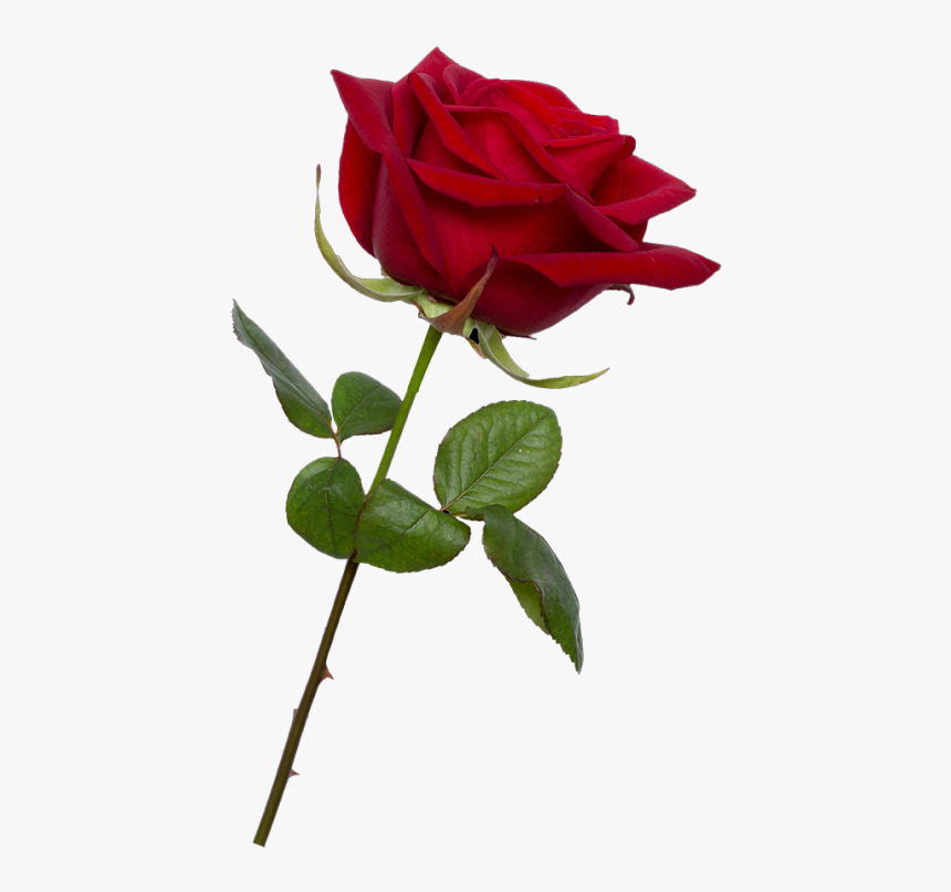 Bud Transparent Background Red Rose Png Png Download Kindpng