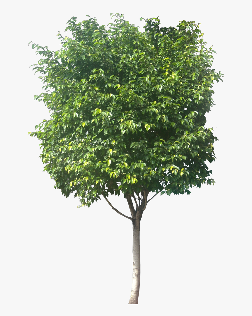 Ficus Benjamina Ficus Png, Transparent Png, Free Download