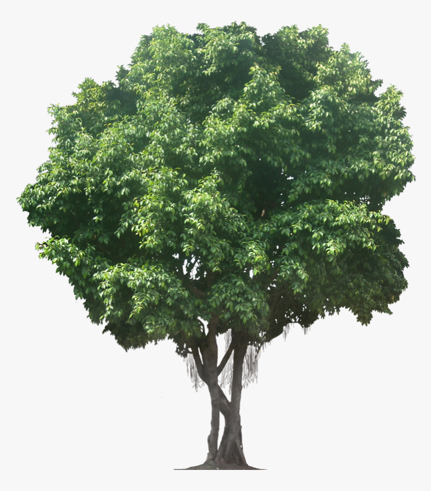 Transparent Background Tree Png, Png Download, Free Download