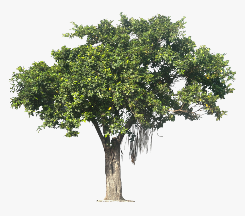 Tropical Plant Pictures - Transparent Background Tree Png, Png Download, Free Download