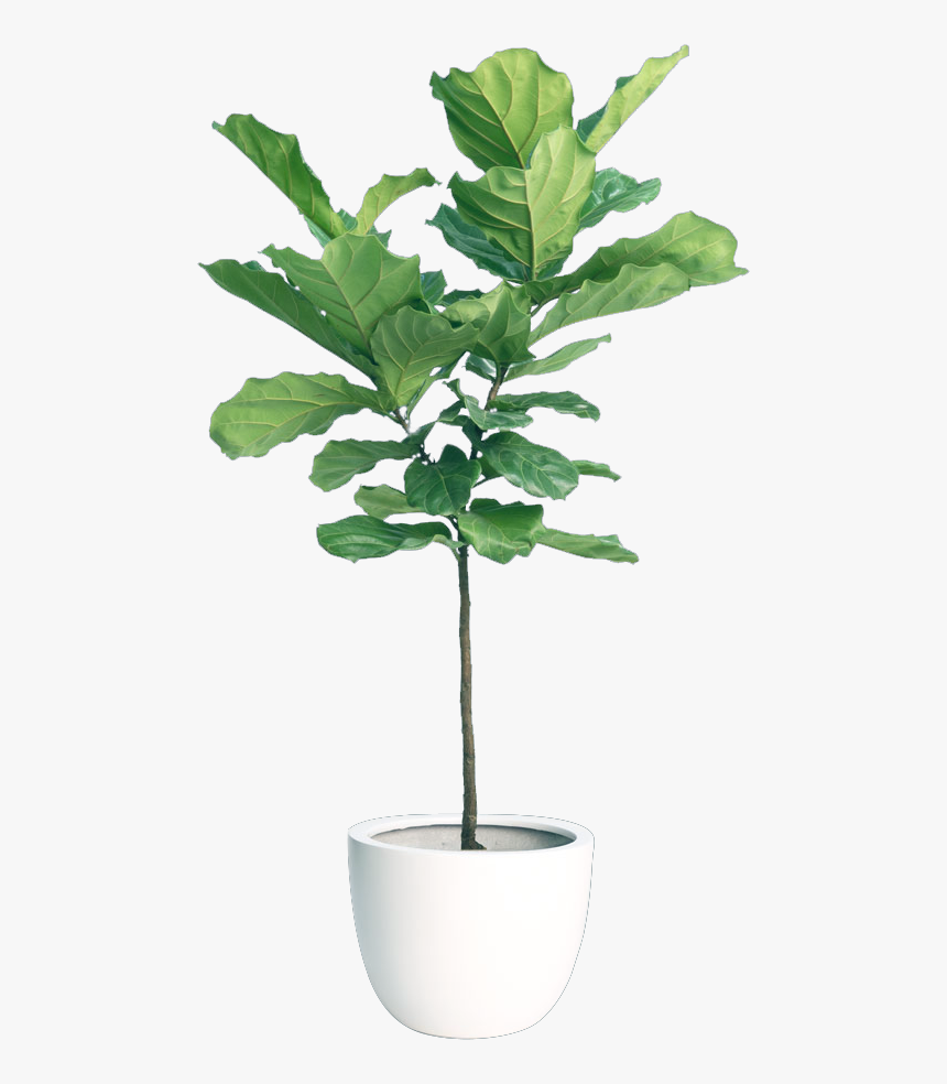 Fiddle Leaf Fig Plant - Fiddle Leaf Fig Tree, HD Png Download, Free Download