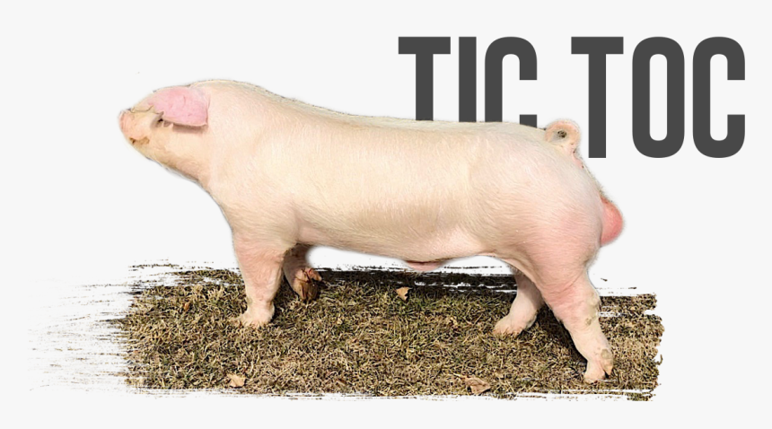 Domestic Pig, HD Png Download, Free Download