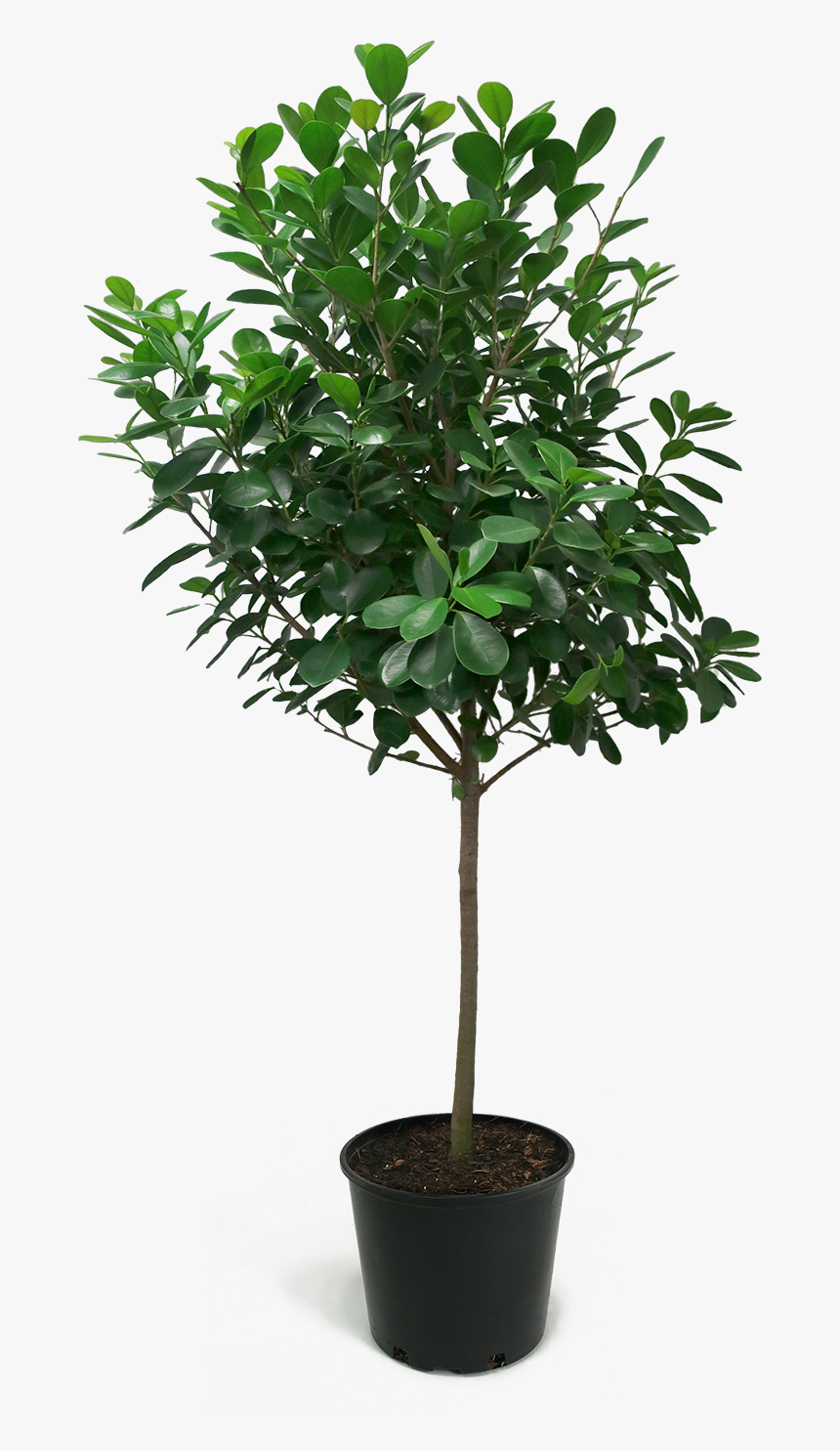 Ficus Moclame, HD Png Download, Free Download