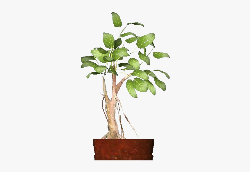 3d Flowers - Ficus Retusa - Acca Software - Flowerpot, HD Png Download, Free Download