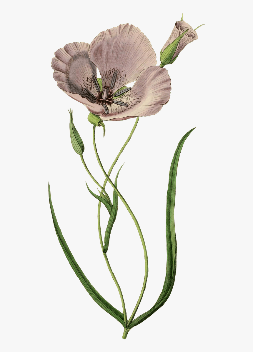 Mauve Poppy - Calochortus, HD Png Download, Free Download