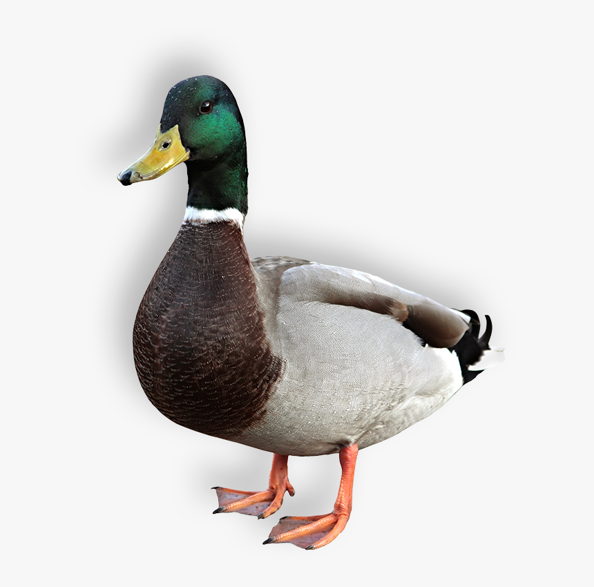 Duck - Duck Mallard, HD Png Download, Free Download